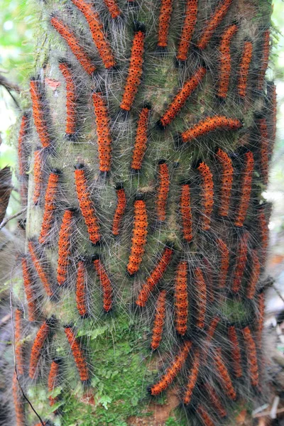 Close-up view of caterpillars in the tropical forest 