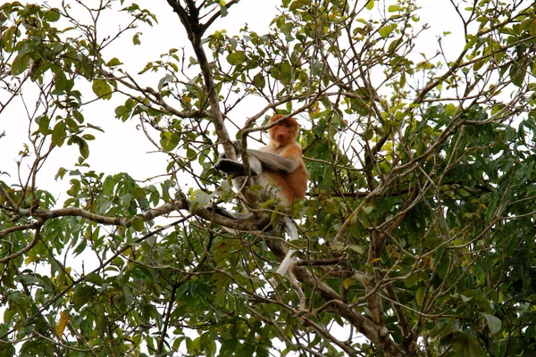 Macaco Proboscis Bonito Árvore Bornéu Malásia — Fotografia de Stock