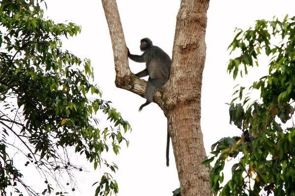 Belo Macaco Langur Floresta Tropical Bornéu — Fotografia de Stock
