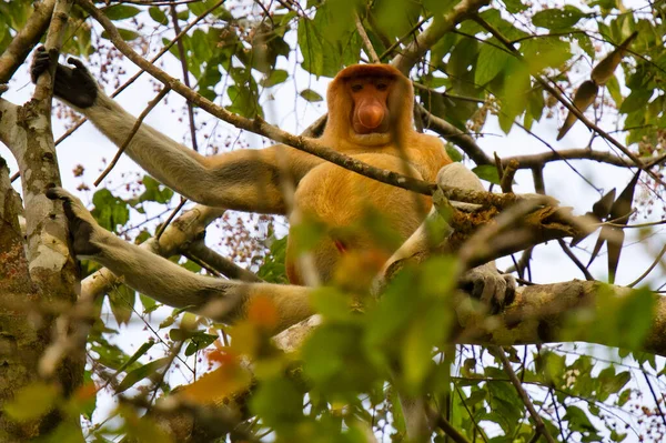 Macaco Probóscide Árvore Bornéu Malásia — Fotografia de Stock