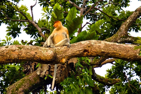 Rüsselaffe Auf Dem Baum Borneo Malaysia — Stockfoto