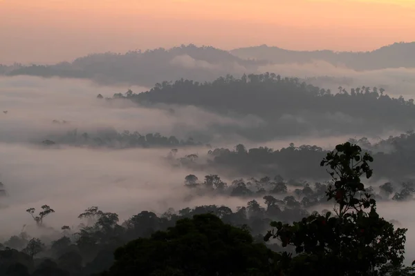 Günbatımında Borneo 'nun birincil yağmur ormanlarının hava görüntüsü