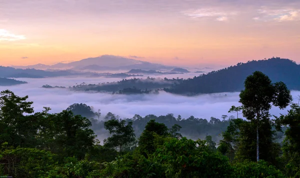 Borneo 'nun birincil yağmur ormanlarının hava görüntüsü