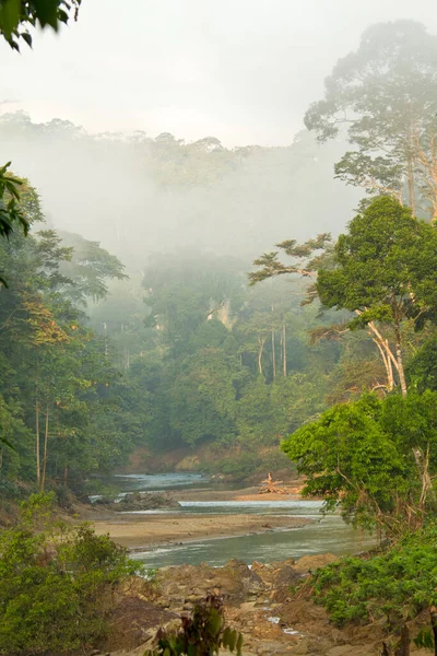 Borneo Nun Birincil Yağmur Ormanlarının Hava Görüntüsü — Stok fotoğraf