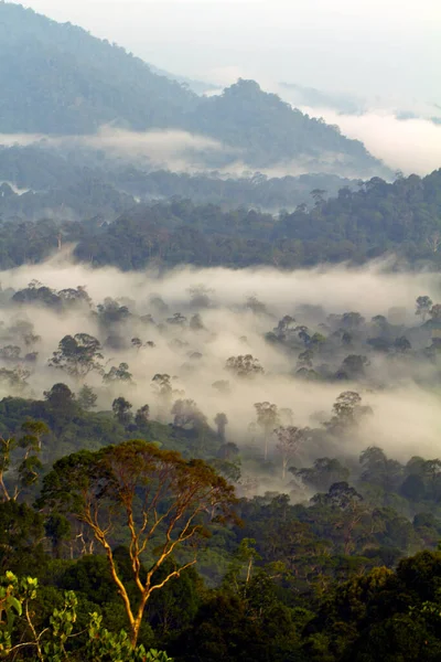 Borneo 'nun birincil yağmur ormanlarının hava görüntüsü