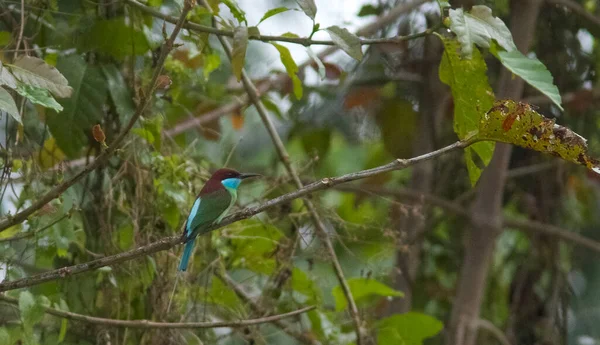 Blue-throated bee-eater bird on the tree branch in tropical forest