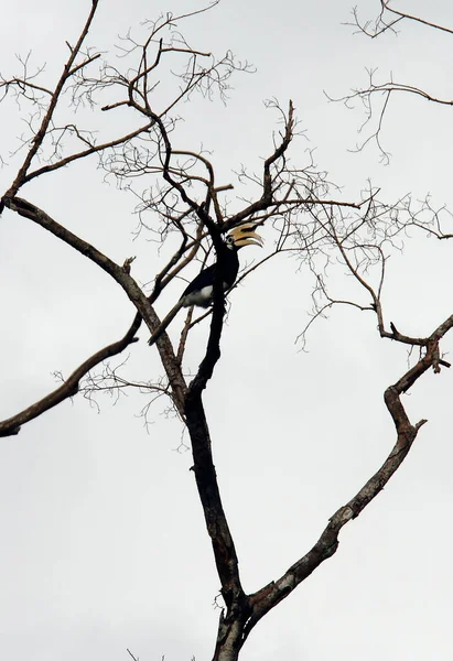 Tropikal ormandaki ağaçtaki Toco Toucan kuşu