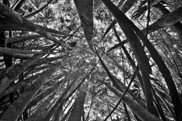 Tropikal yağmur ormanları, Borneo yağmur ormanlarının çarpıcı manzarası