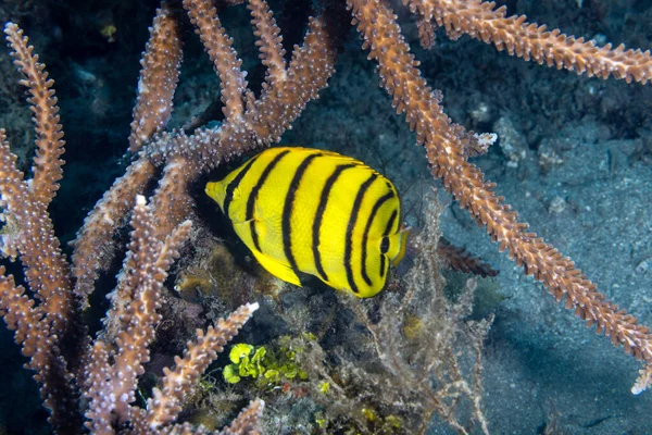 Angelfish Swimming Coral Reef Indonesia 로열티 프리 스톡 이미지