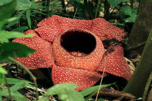 Rafflesia Giant Flower Rainforest 스톡 사진
