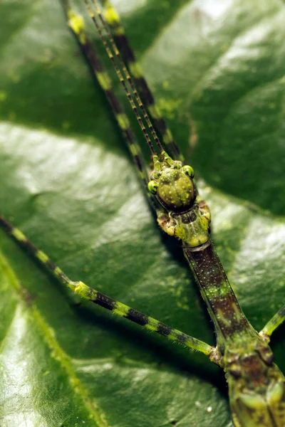 Acanthoxyla Prasina Prickly Stick Insect Green Leaf 로열티 프리 스톡 사진
