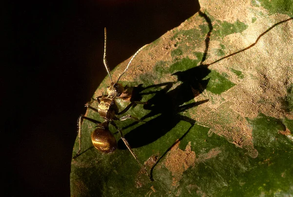 Macro Shot Ant Green Leaf 스톡 이미지