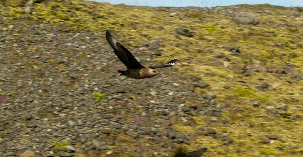 날아가는 대머리 독수리의 아름다운 스톡 이미지