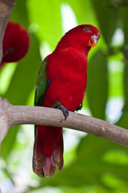 beautiful colorful parrot sitting on the tree in tropicla forest 