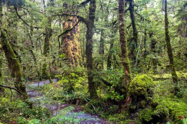 Cook Ulusal Parkı 'ndaki orman