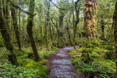 Cook Ulusal Parkı 'ndaki orman