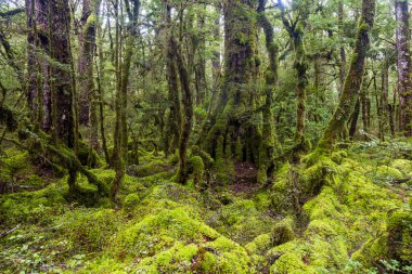 Cook Ulusal Parkı 'ndaki orman