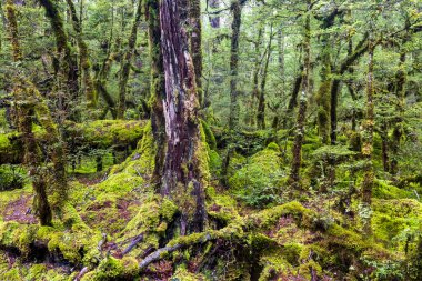 Cook Ulusal Parkı 'ndaki orman