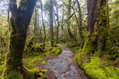 Cook Ulusal Parkı 'ndaki orman