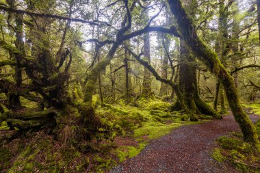 Cook Ulusal Parkı 'ndaki orman