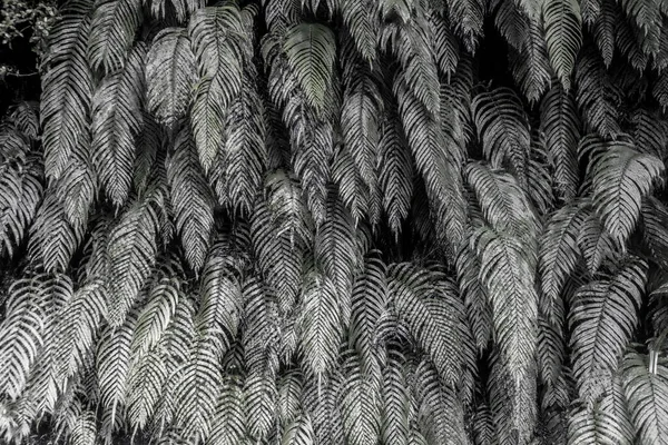 Black White Texture Fern Leaves 스톡 사진