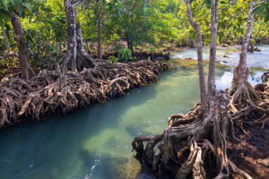 Baba Phru Tha Pom Khlong Song Nam, Krabi, Tayland