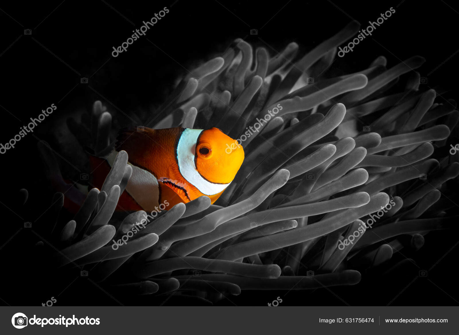 Рыбы Клоуны Анемоны Являются Рыбами Подсемейства Amphiprioninae.