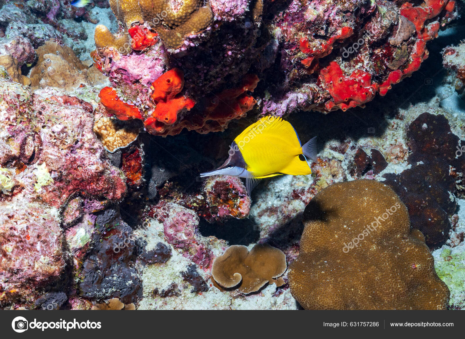Yellow Longnose Butterflyfish Forceps Butterflyfish Forcipiger