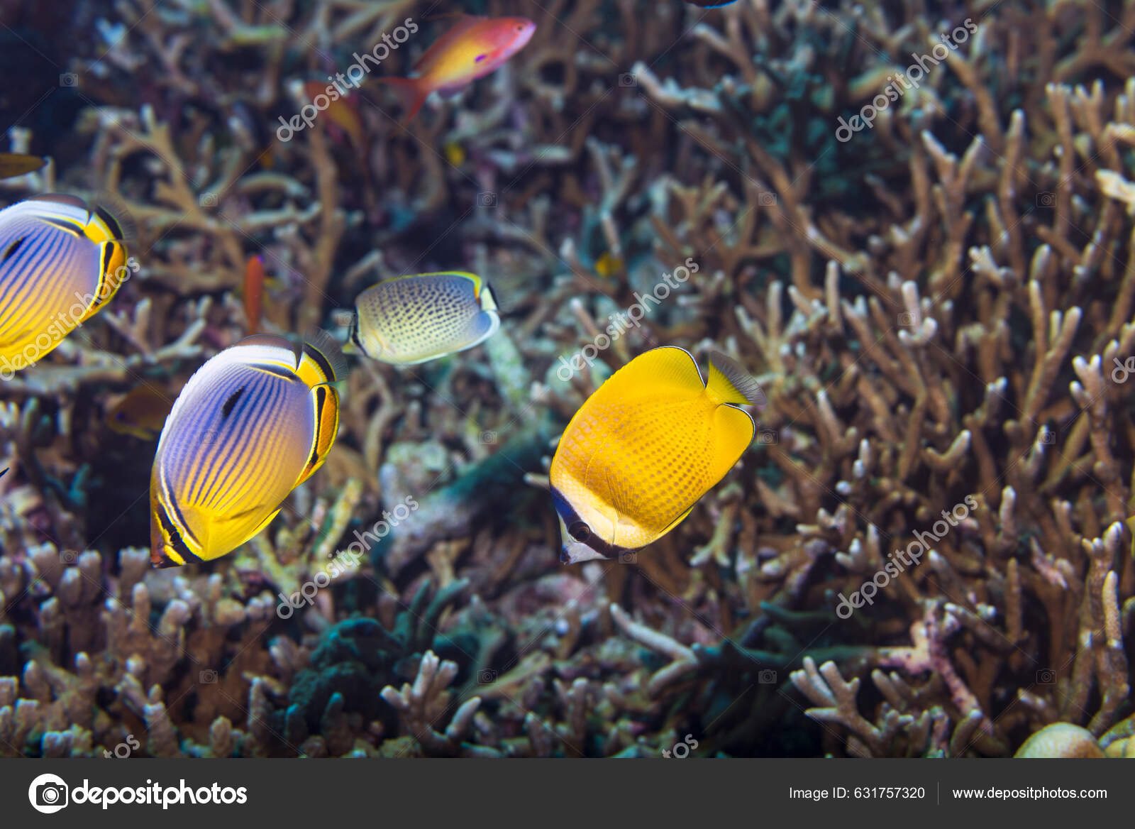 Yellow Longnose Butterflyfish Forceps Butterflyfish Forcipiger