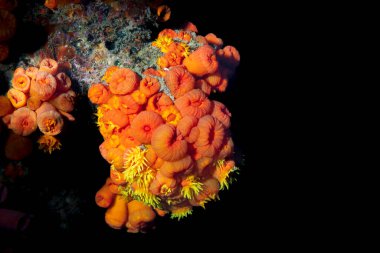 Güney Tayland Andaman Denizi 'ndeki maymun adalarının mercan kayalıkları.