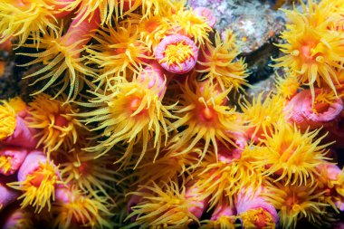 Güney Tayland Andaman Denizi 'ndeki maymun adalarının mercan kayalıkları.
