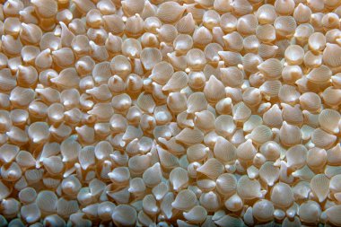 Güney Tayland Andaman Denizi 'ndeki maymun adalarının mercan kayalıkları.