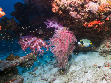 Kraliyet Melek Balığı (İngilizce: 