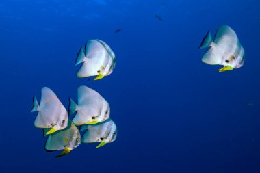 Platax teira (ayrıca teira yarasa balığı, longfin yarasa balığı, longfin spadefish veya yuvarlak yüzlü yarasa balığı olarak da bilinir), Hindistan-Batı Pasifik 'ten bir balık türü..