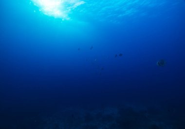 Batfish in the blue of the coral reef at the similan islands in Thailand