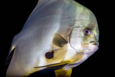 Platax teira (ayrıca teira yarasa balığı, longfin yarasa balığı, longfin spadefish veya yuvarlak yüzlü yarasa balığı olarak da bilinir), Hindistan-Batı Pasifik 'ten bir balık türü..