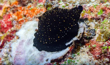 Thysanozoon nigropapillosum, Pseudocerotidae familyasından bir kurt türü. Bazı yaygın isimler altın benekli kurt, deniz solucanı, sarı papillae düz kurt.