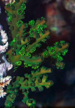 Güney Tayland 'ın Andaman Denizi' ndeki maymun adalarının mercan resiflerinin güzel manzarası.