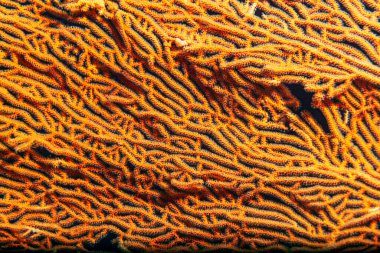 Güney Tayland 'ın Andaman Denizi' ndeki maymun adalarının mercan resiflerinin güzel manzarası.