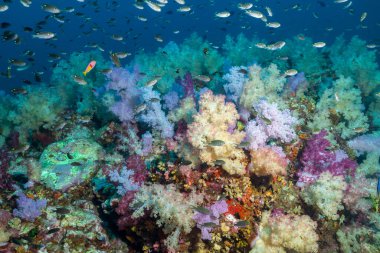 Güney Tayland 'ın Andaman Denizi' ndeki maymun adalarının mercan resiflerinin güzel manzarası.