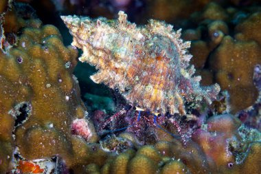 Paguristes cadenati, the red reef hermit crab or scarlet hermit crab,Phi Phi Islands, Thailand