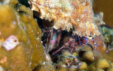 Tayland 'daki mercan resifinde Hermit yengecinin yakın çekim görüntüsü
