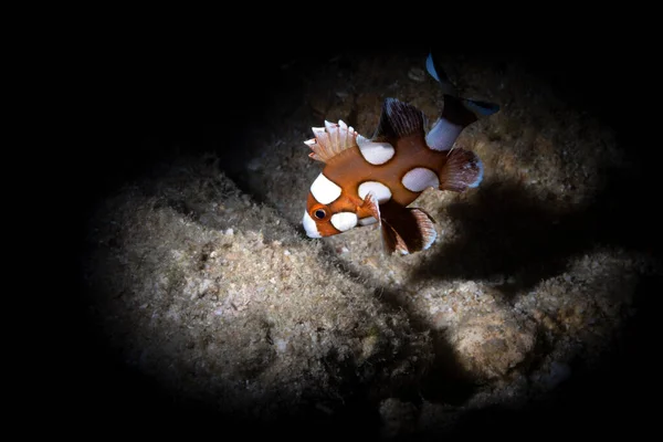 Juvenile Harlequin Sweetlips Plectorhinchus Chaetodonoides Coral Reef Similan Islands Thailand — Stock Photo, Image