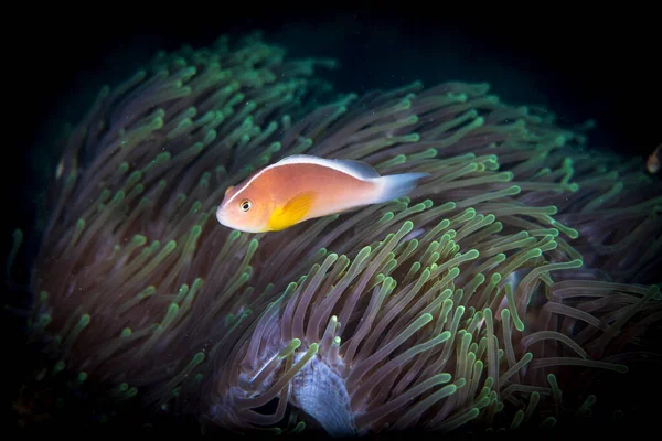 Nosestripe Clownfish Nosestripe Anemonefish Skunk Clownfish Amphiprion Akallopisos Anemonefish Lives — Stock Photo, Image