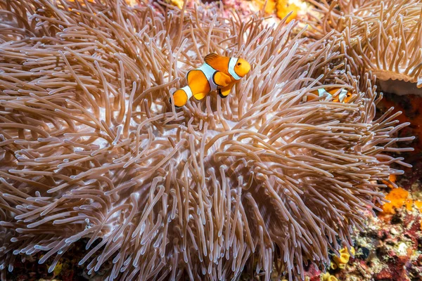 Clownfish Anemonefish Fish Subfamily Amphiprioninae Family Pomacentridae Liveaboard Scuba Diving — Stock Photo, Image