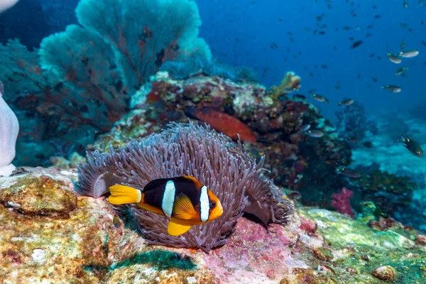 Kırmızı eyer sırtlı anemonbalığı (