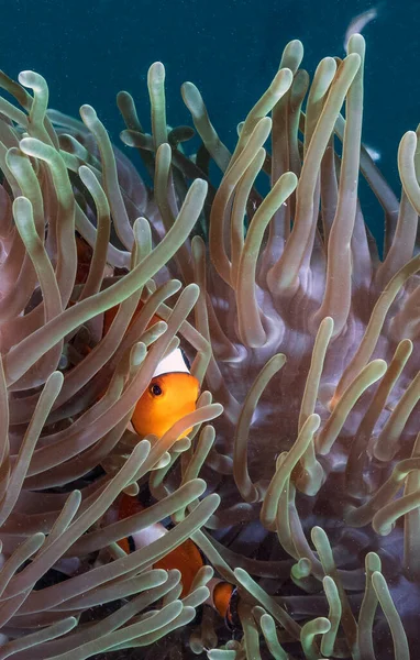 Clownfish Anemonefish Fish Subfamily Amphiprioninae Family Pomacentridae Liveaboard Scuba Diving — Stock Photo, Image