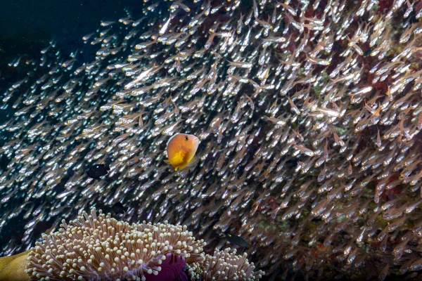 Nosestripe Clownfish Nosestripe Anemonefish Skunk Clownfish Amphiprion Akallopisos Anemonefish Lives — Stock Photo, Image