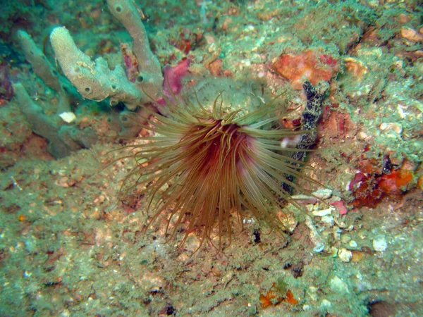 Güney Tayland Andaman Denizi 'ndeki maymun adalarının mercan kayalıkları.