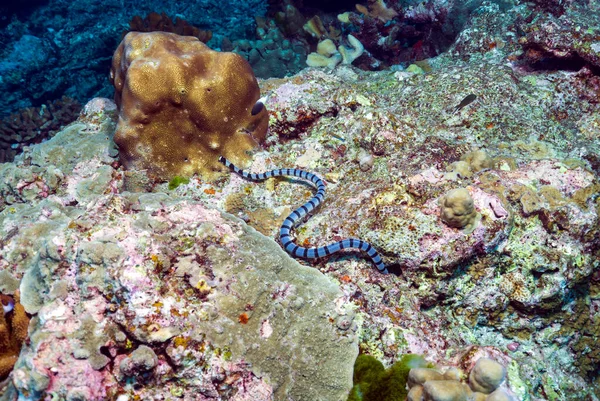 Deniz kraynaları zehirli elapid deniz yılanları cinsidir, Laticauda. Yarı suda yaşarlar ve karada hareket eden tipik karasal yılanlara özgü geniş karın pullarını korurlar. Similan Adaları, Tayland